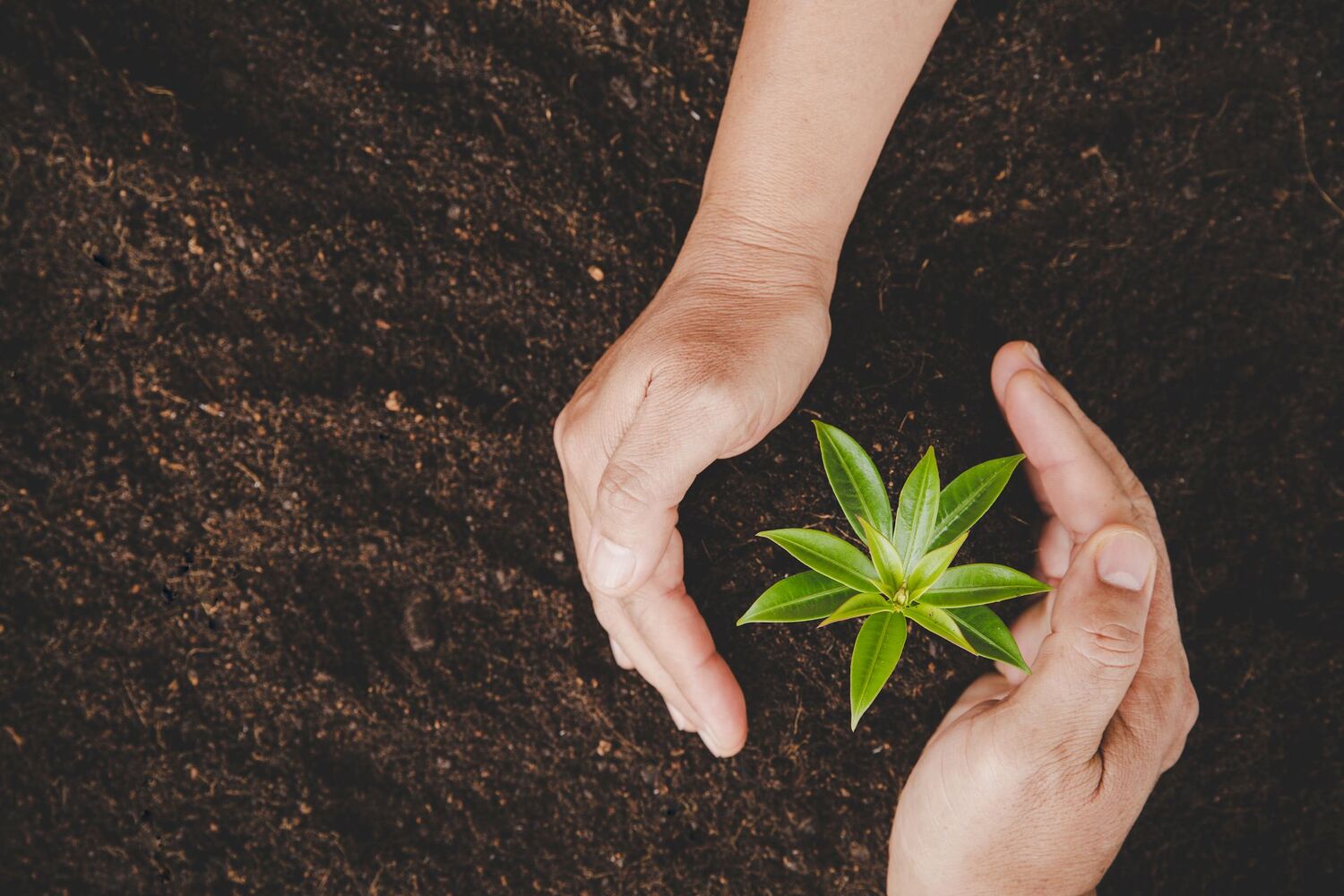 Dirty hands care plant trees in the earth on world environment day. Young small green new life growth on soil in ecology nature. Human person grow seedlings and protect in garden. agriculture concept